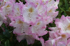 Killikus&reg; Fotographie